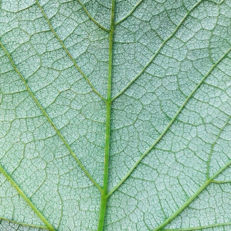 Close up of a silver veined leaf 