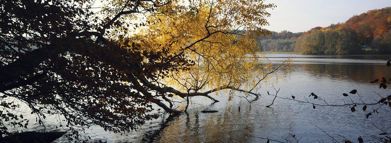 Reflections of branches on a lake surrounded by autumn trees and leaves