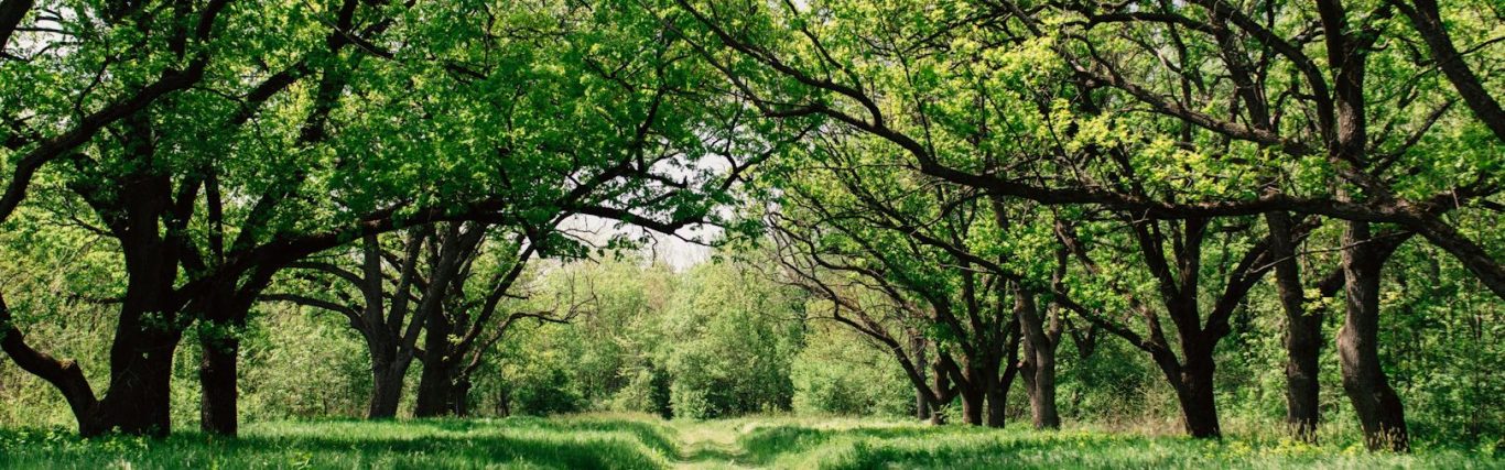 A close up photograph of forest floor undergrowth in an off centre pebble shaped frame.