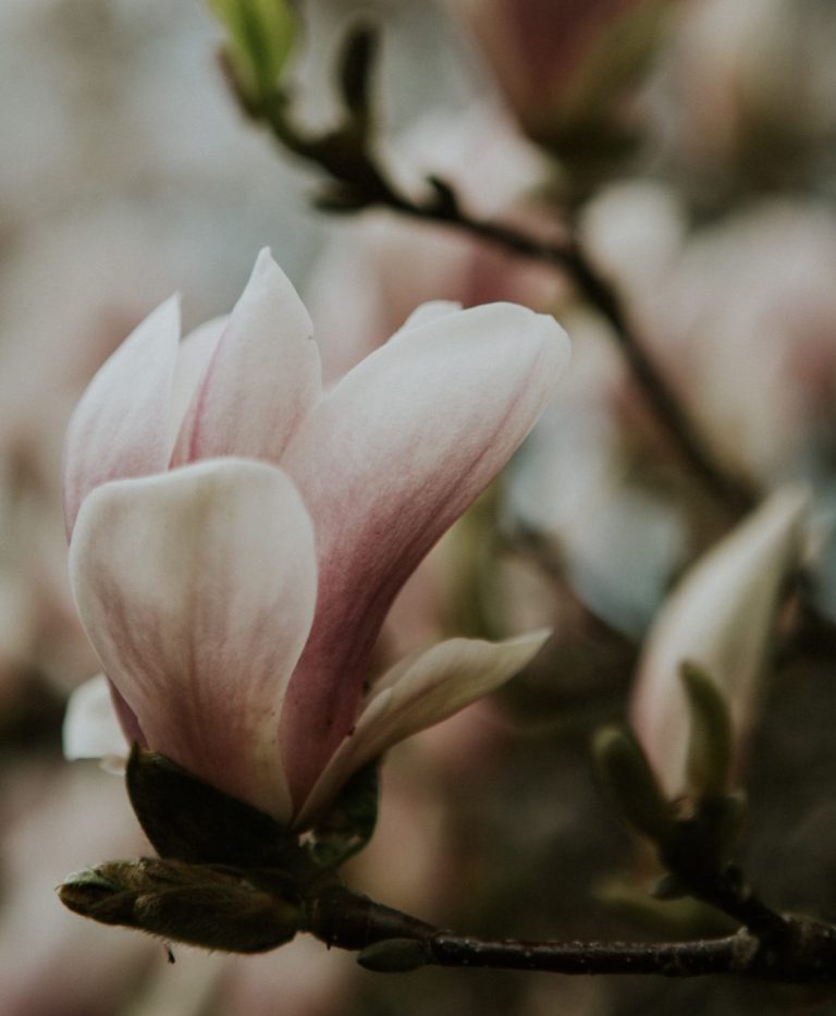 Photograph of a light pink magnolia bud