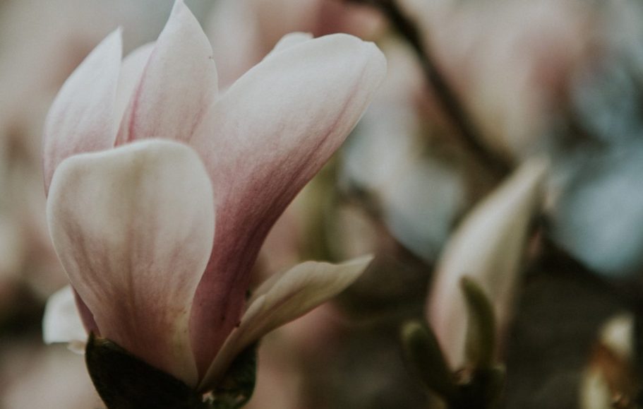 Magnolia Bud Unfolding