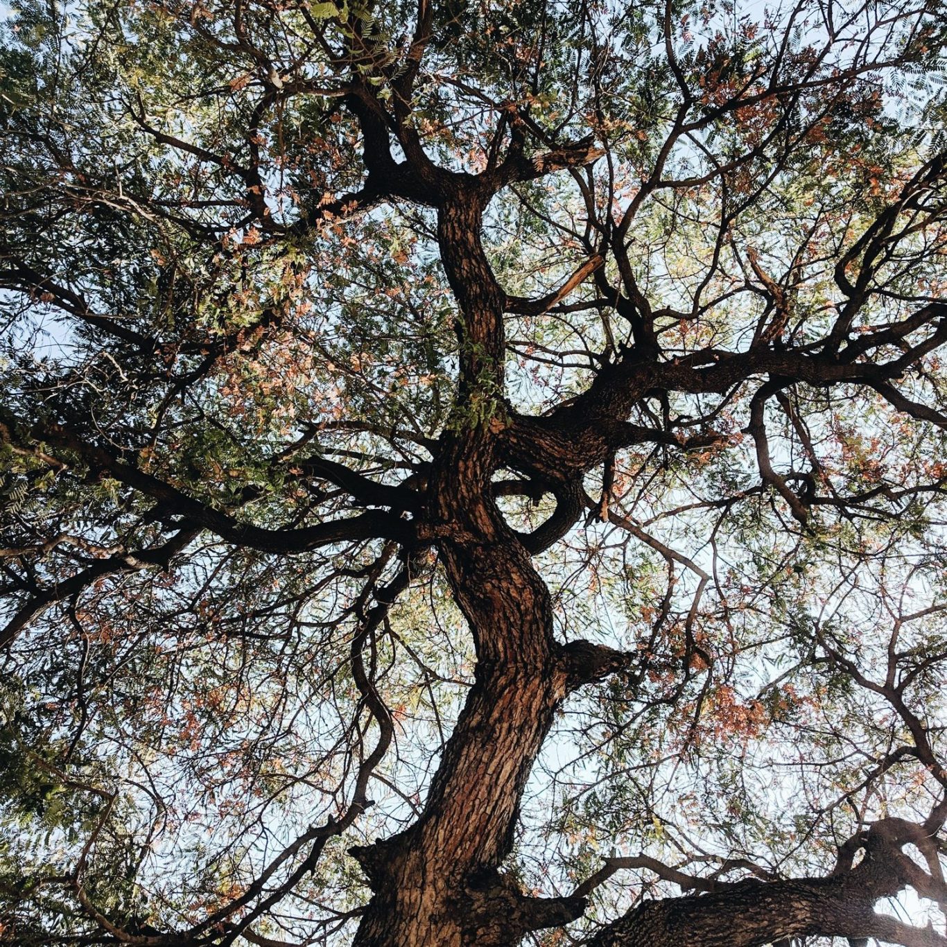 Photograph of fresh mid green leaves on slender branches with light shining through from behind.
