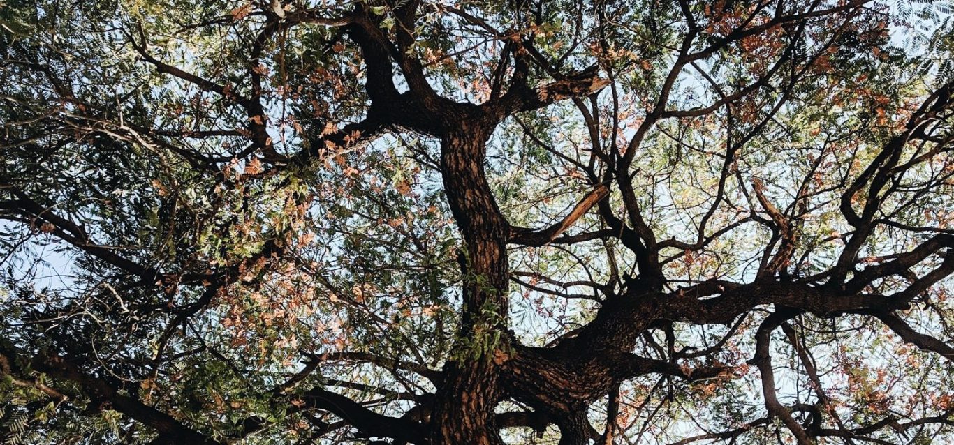 Photograph of fresh mid green leaves on slender branches with light shining through from behind.